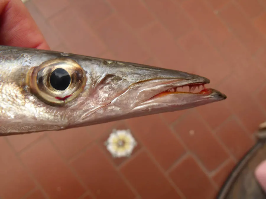 Espetón (Sphyraena sphyraena)