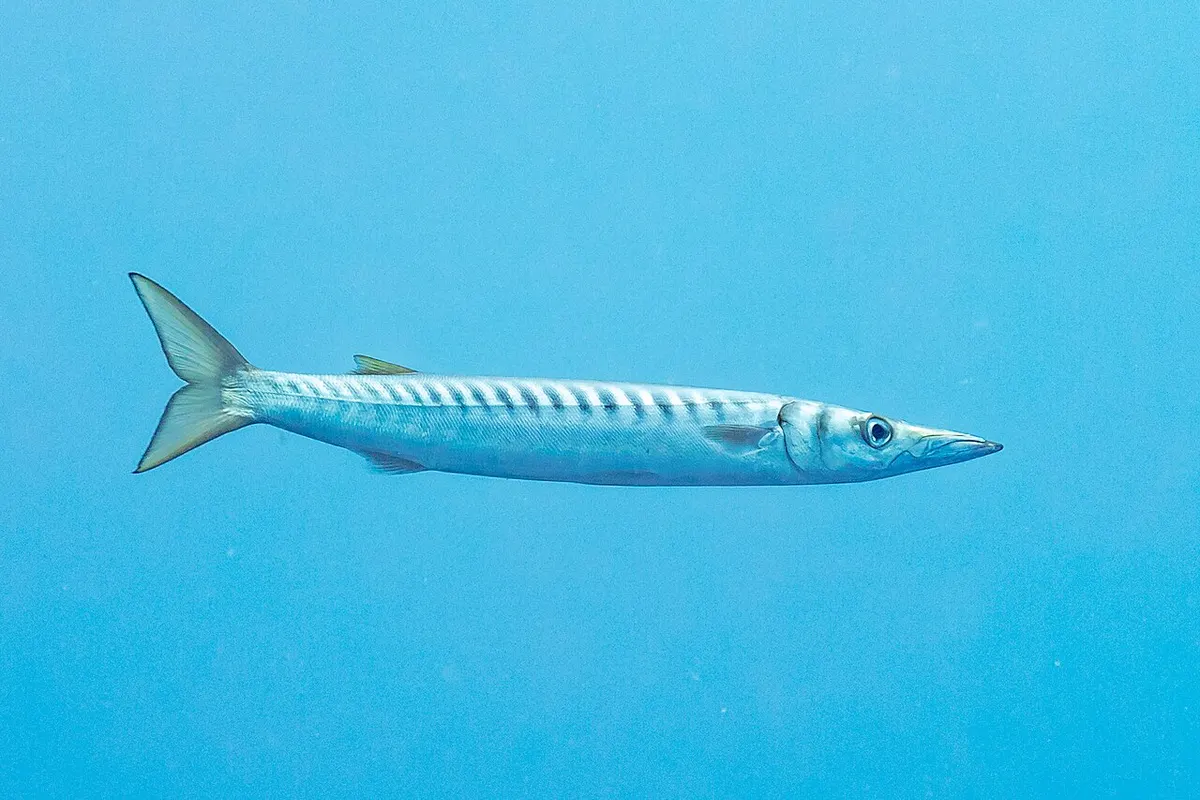 Espetones (Sphyraena spp.)