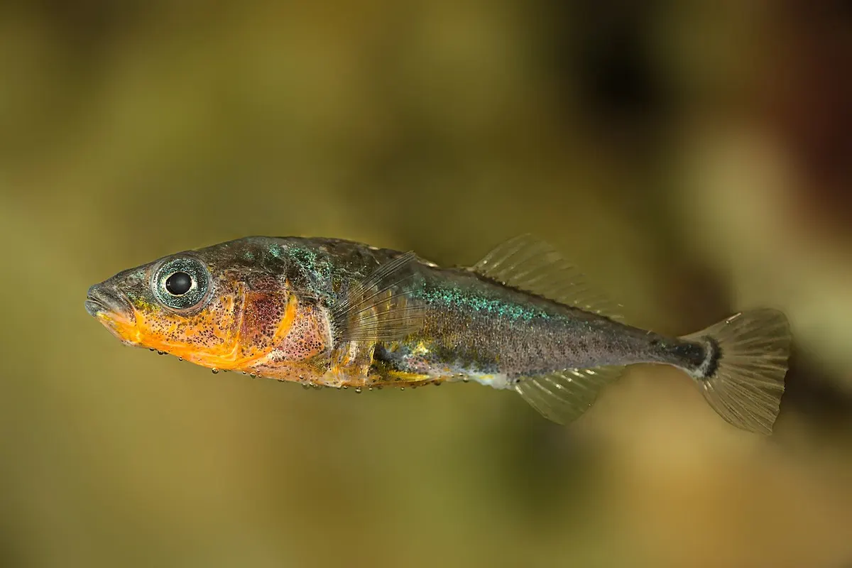 Espinoso (Gasterosteus aculeatus)