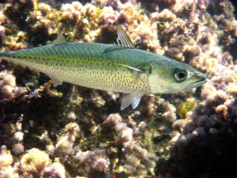 Estornino (Scomber colias)