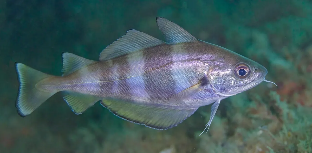 Faneca (Trisopterus luscus)