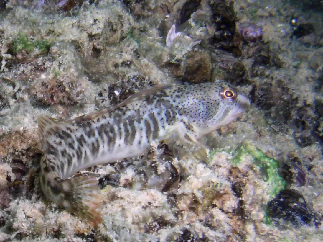 Fraile (Salariopsis fluviatilis)