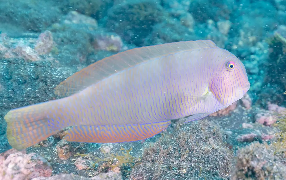 Galán (Xyrichtys novacula)