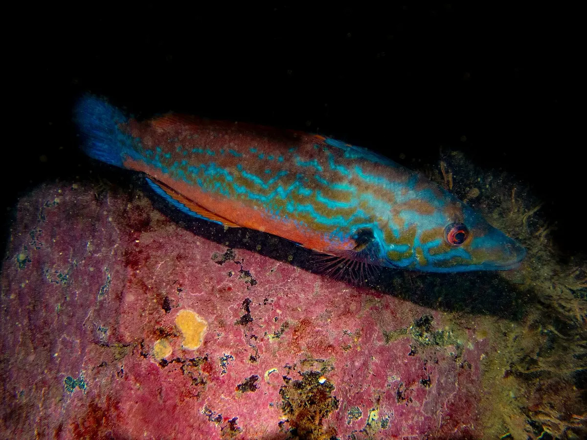 Gallano (Labrus mixtus)