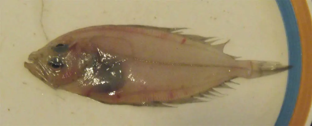 Gallos (Lepidorhombus spp.)