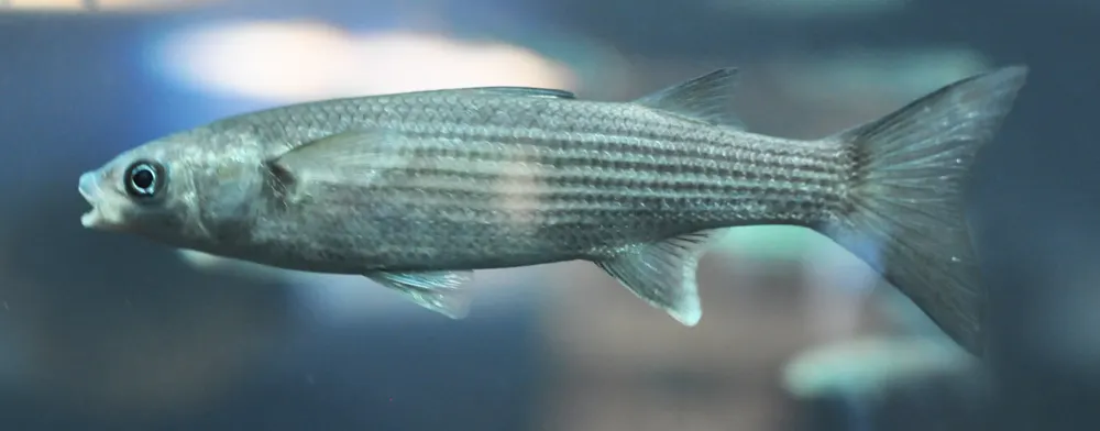 Galúa (Chelon saliens)