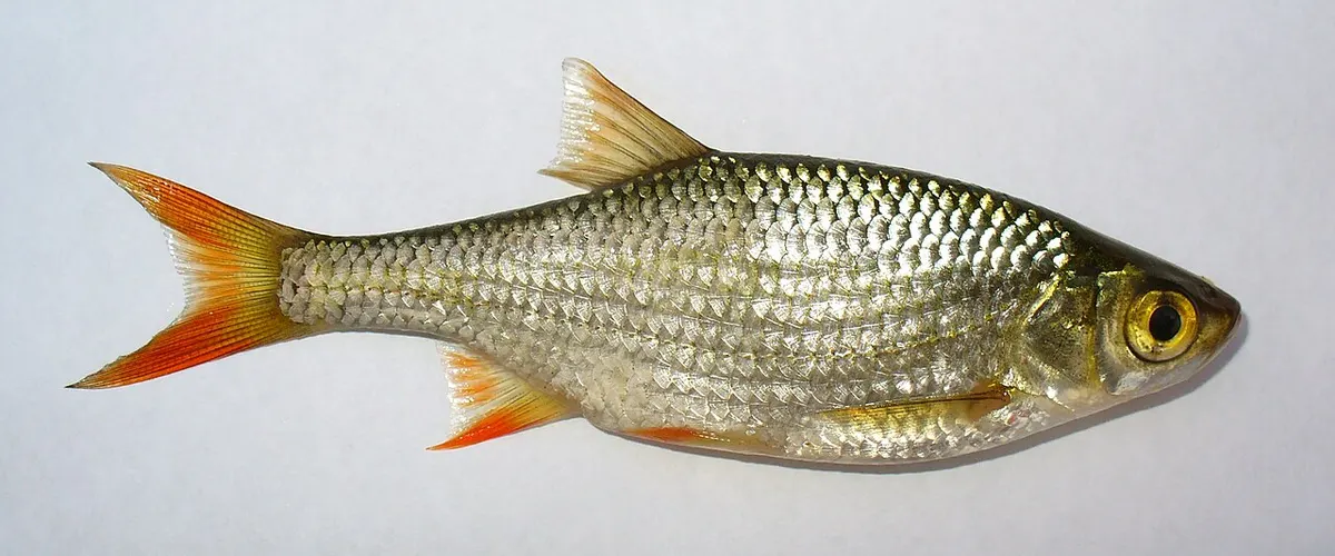 Gardí (Scardinius erythrophthalmus)