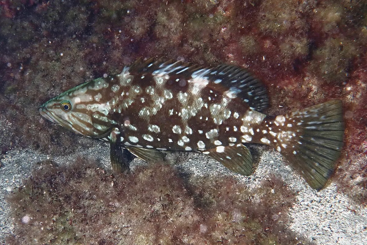 Gitano (Mycteroperca fusca)