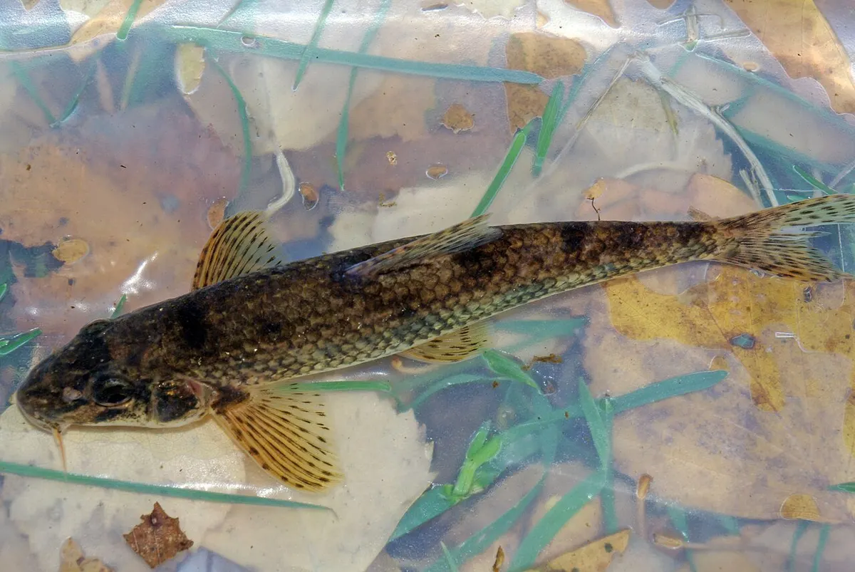 Gobio (Gobio lozanoi)