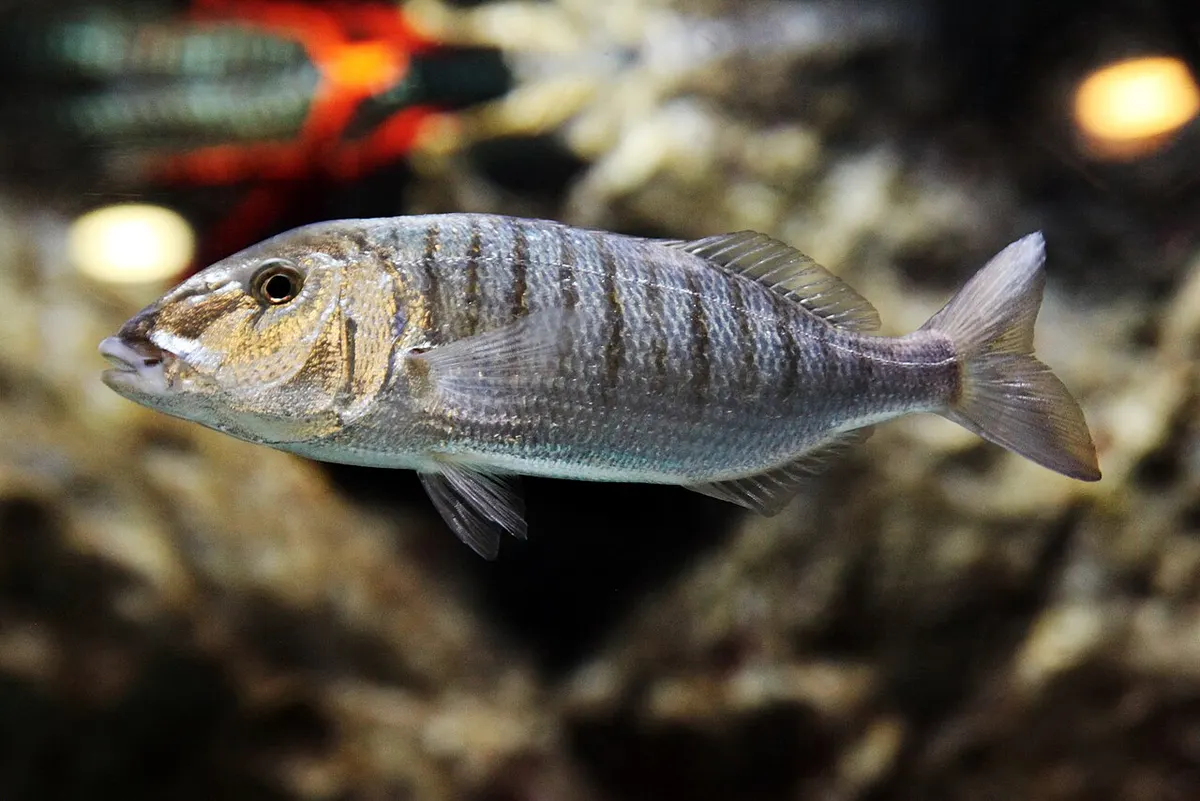 Herrero (Lithognathus mormyrus)