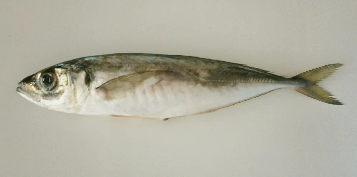 Jurel mediterráneo (Trachurus mediterraneus)