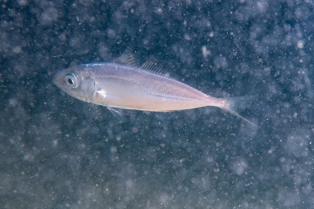 Jurel (Trachurus trachurus)