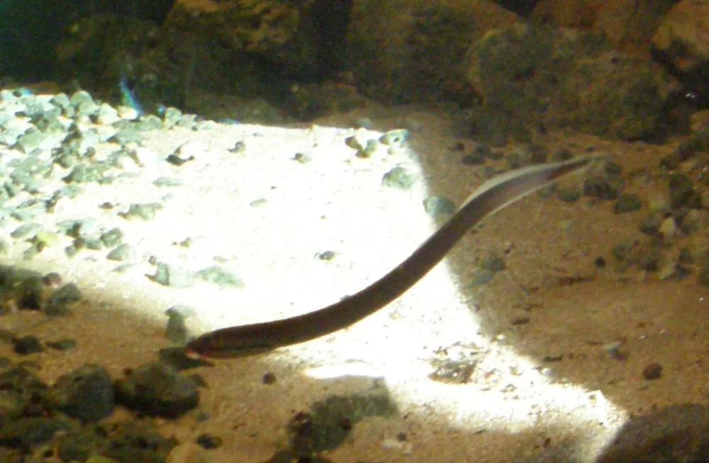 Lamprea de arroyo (Lampetra planeri)