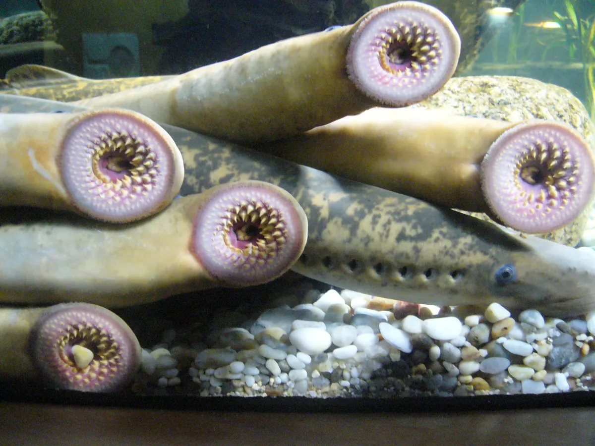 Lamprea marina (Petromyzon marinus)