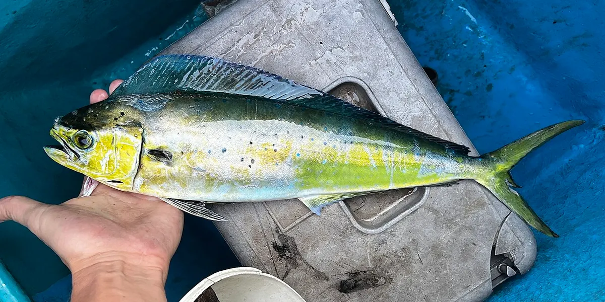 Lampuga (Coryphaena hippurus)