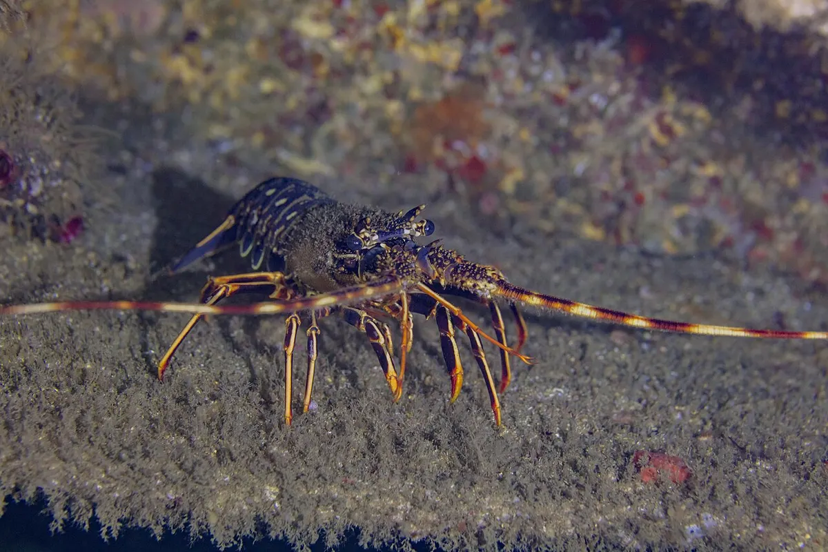 Langostas (Palinuridae)