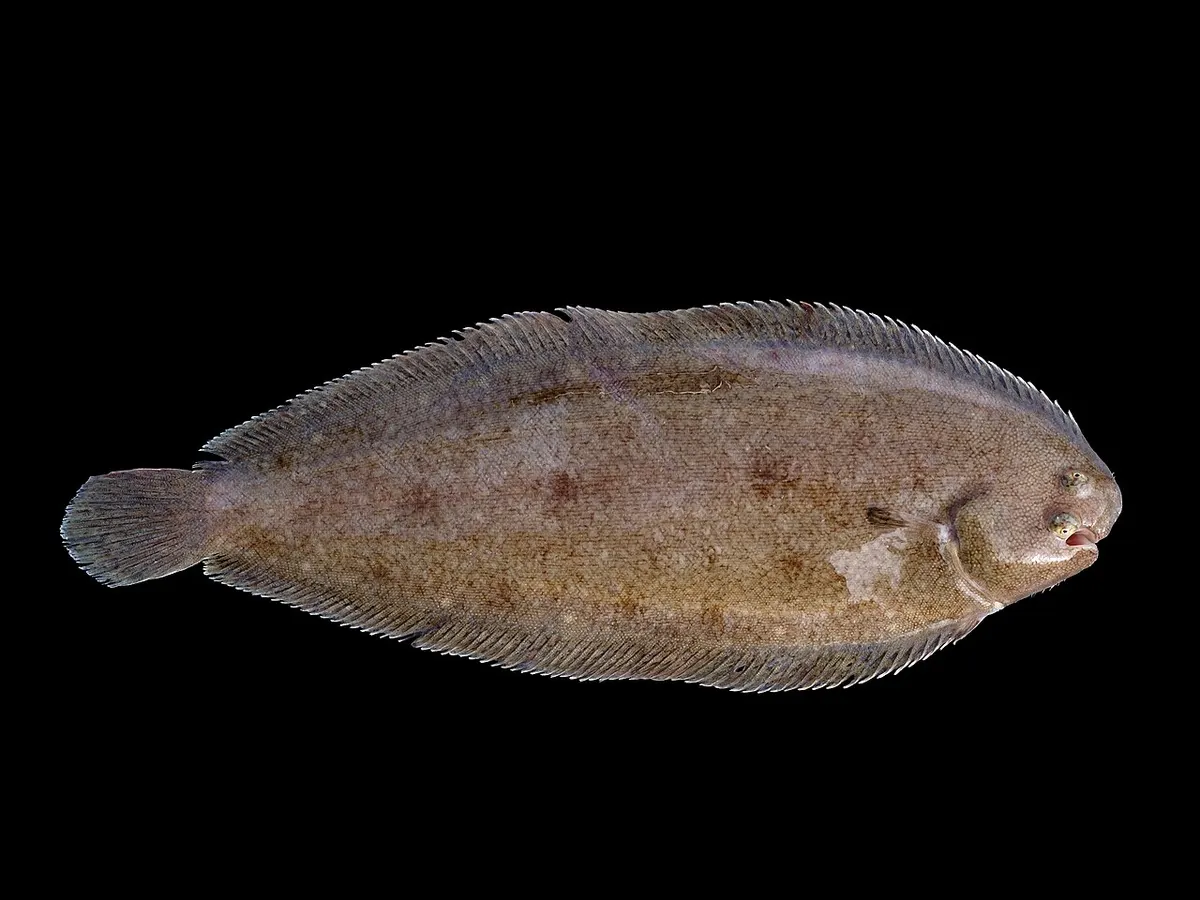 Lenguado (Solea solea)