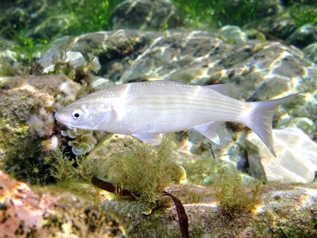 Lisa (Chelon labrosus)