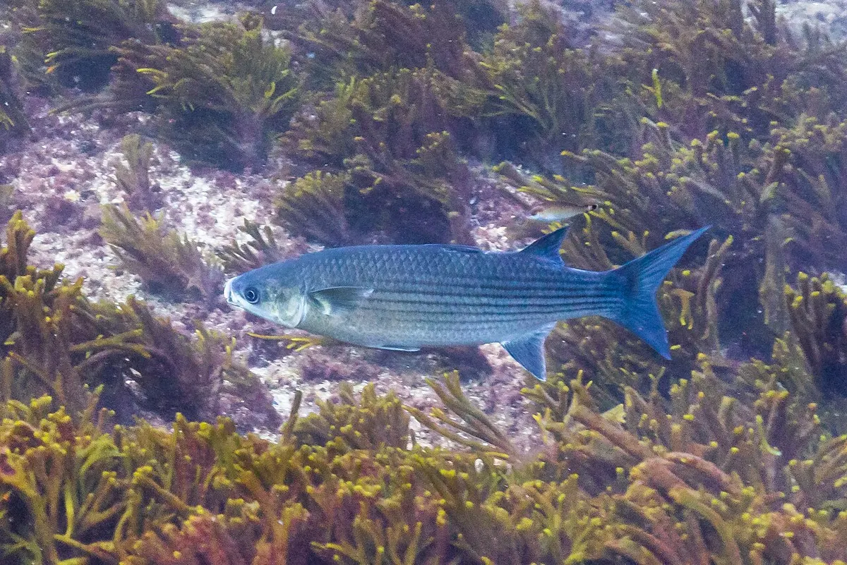 Lisas (Mugil spp.)