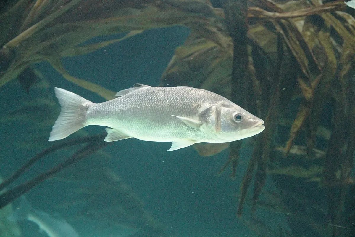 Lubina (Dicentrarchus labrax)