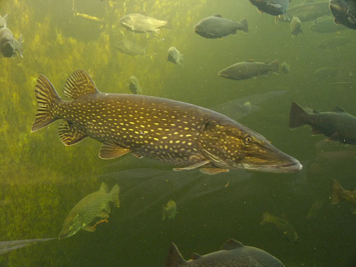 Lucio (Esox lucius)