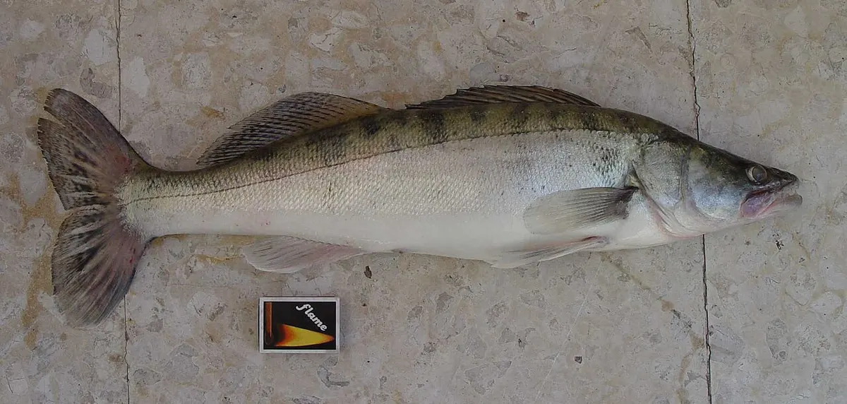 Lucioperca (Sander lucioperca)