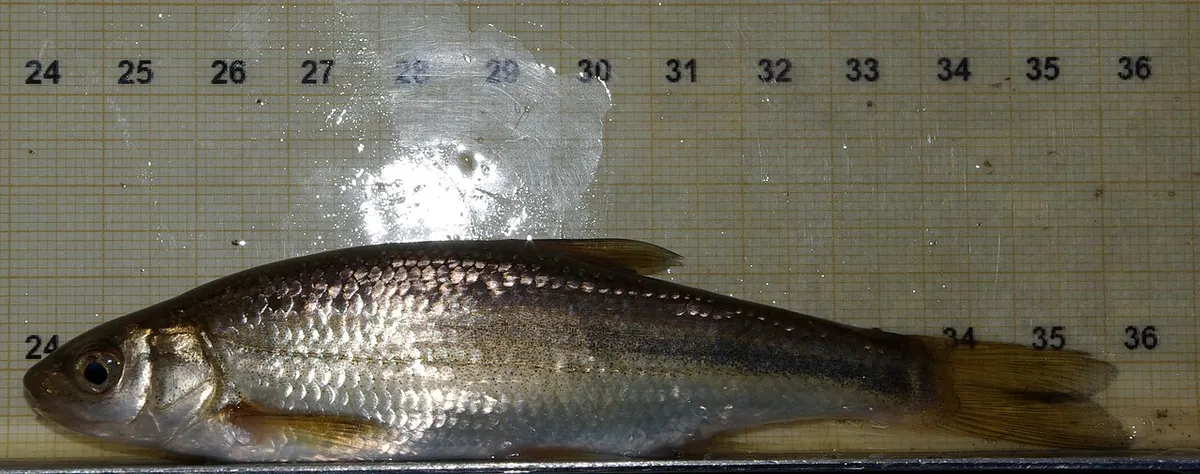 Madrilla (Parachondrostoma miegii)