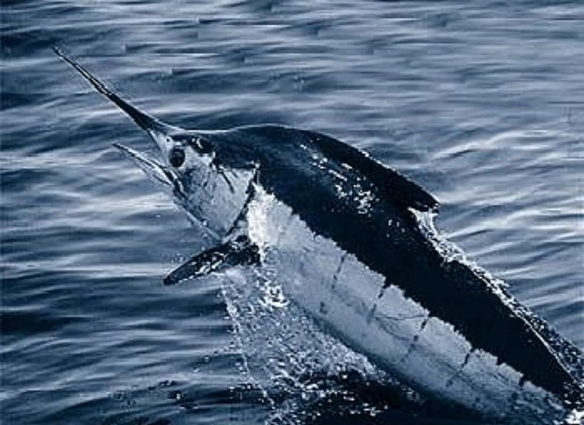 Marlines (Makaira spp.)