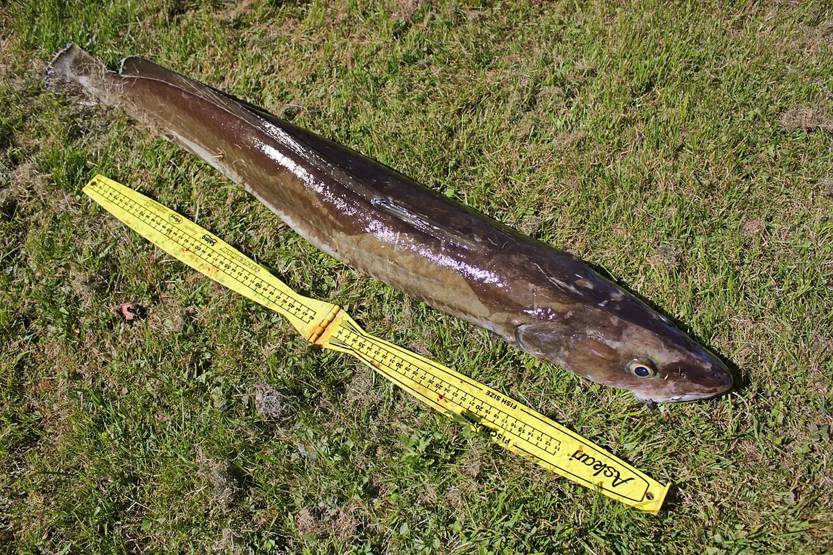 Maruca (Molva molva)