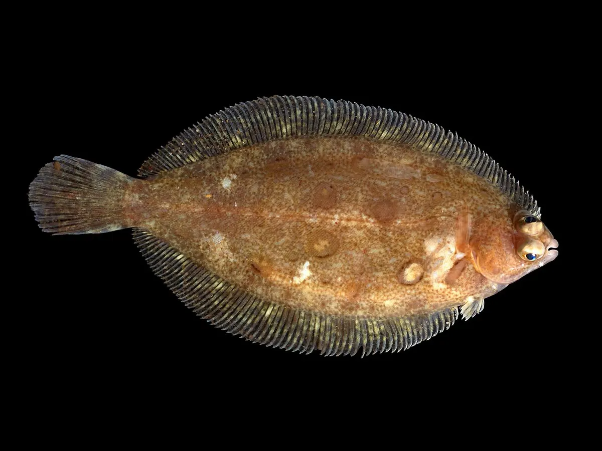 Mendo limón (Microstomus kitt)