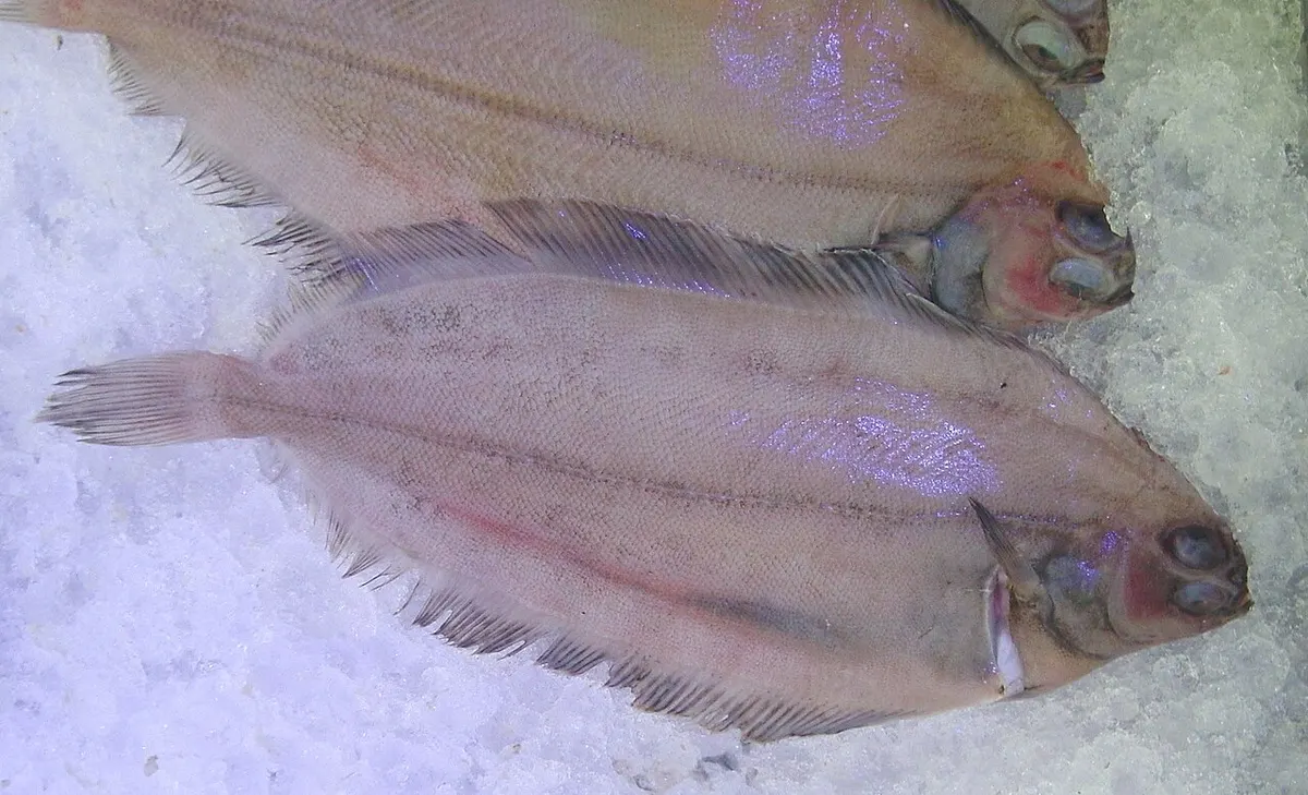 Mendo (Glyptocephalus cynoglossus)
