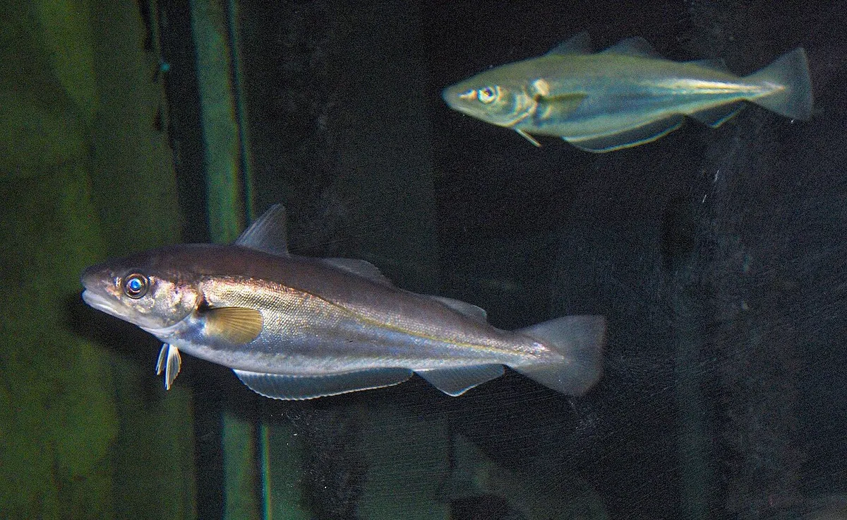Merlán (Merlangius merlangus)