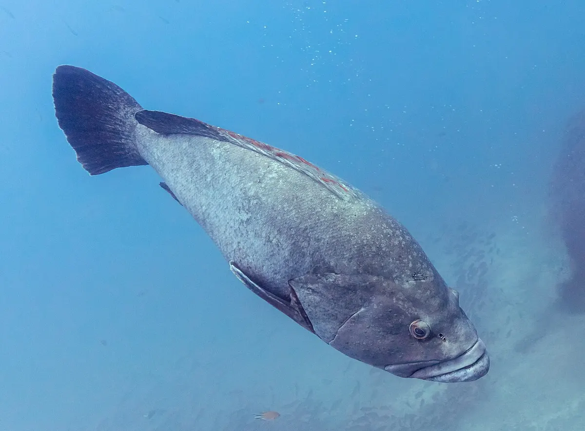 Mero (Epinephelus marginatus)