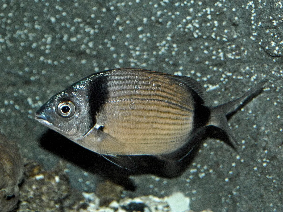 Mojarra (Diplodus vulgaris)