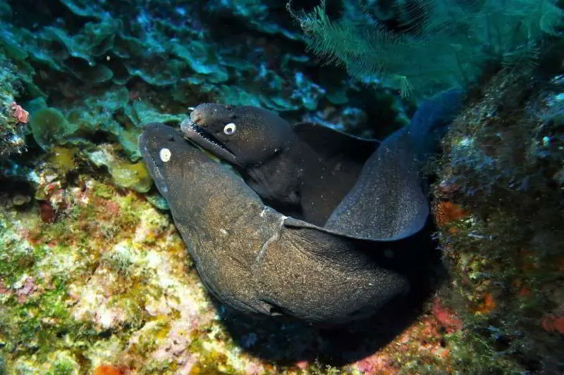 Morena negra (Muraena augusti)