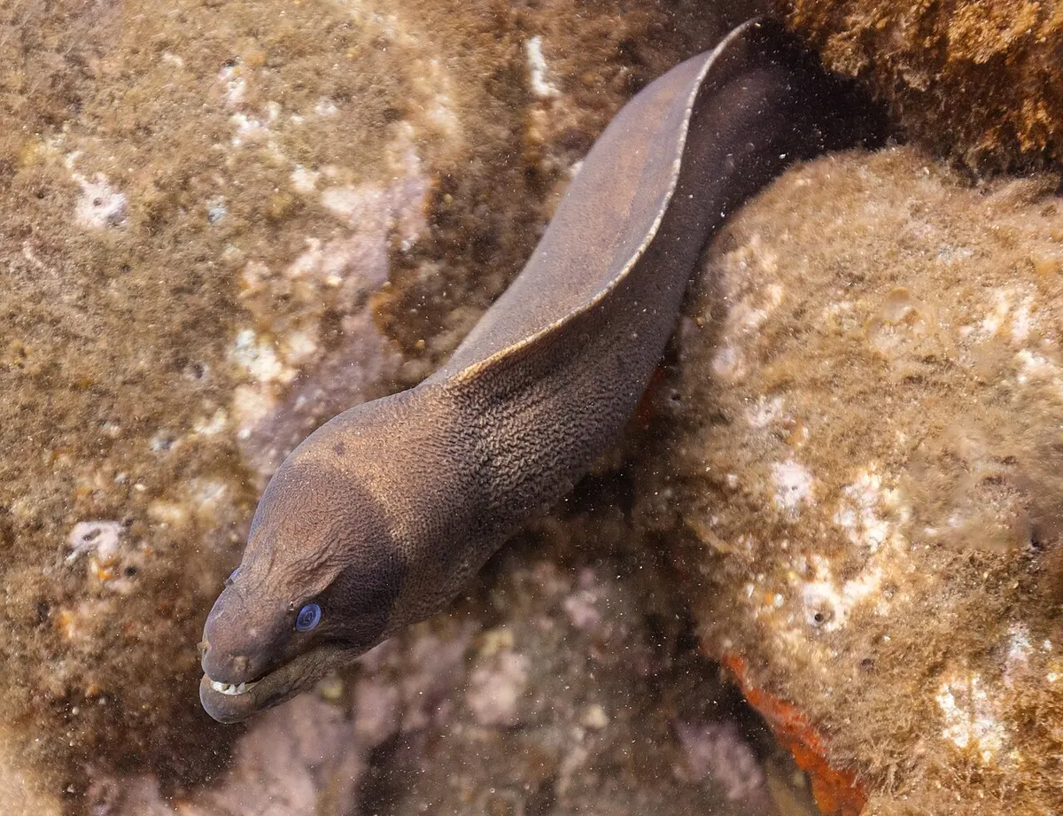 Murión (Gymnothorax unicolor)