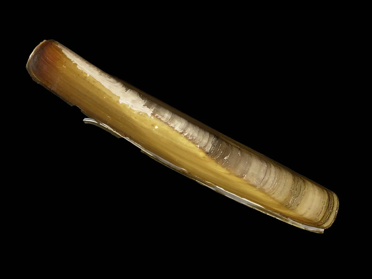 Navajas (Ensis spp.)