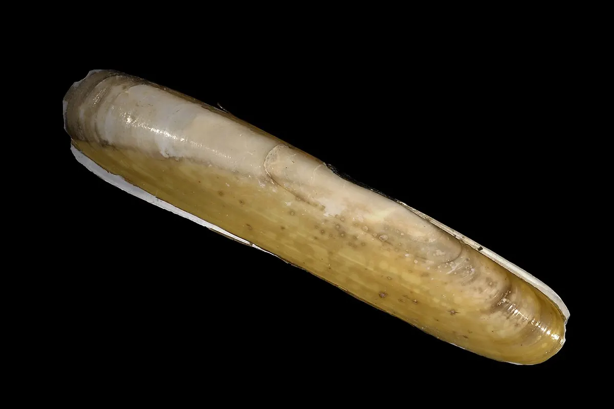 Navallón (Pharus legumen)