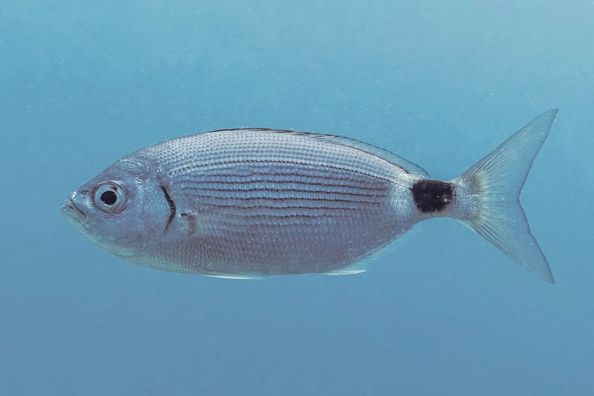 Oblada (Oblada melanurus)