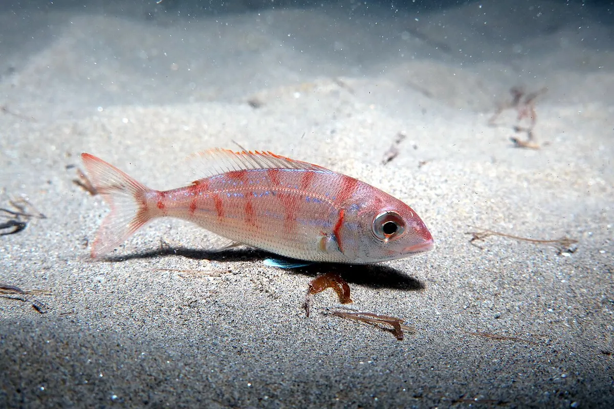 Pageles y besugos (Pagellus spp.)