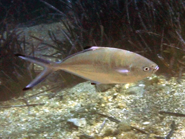 Palometa blanca (Trachinotus ovatus)