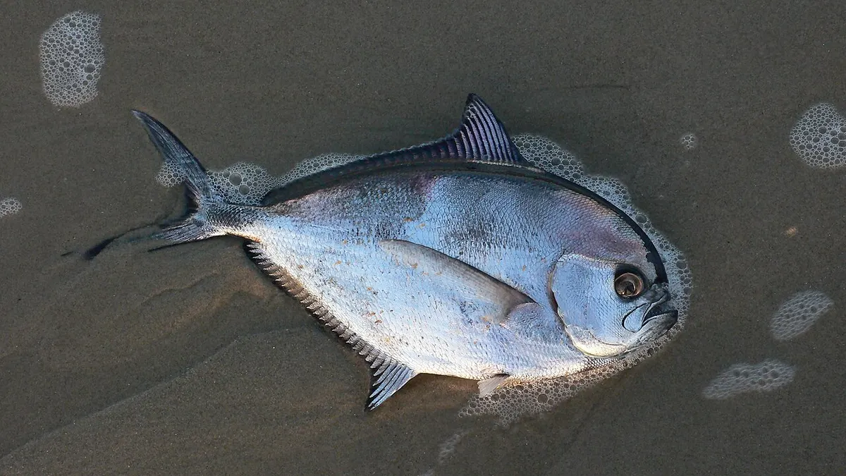 Palometa negra (Brama brama)