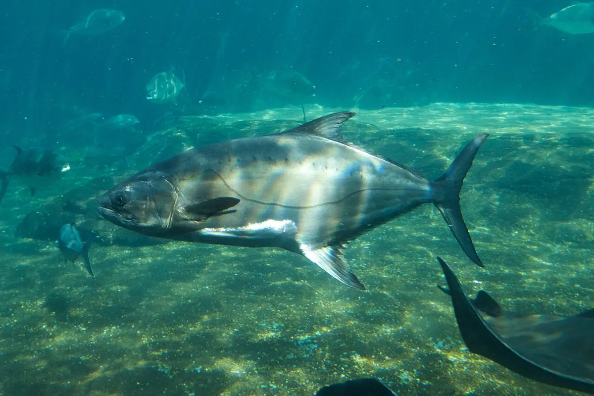Palometón (Lichia amia)