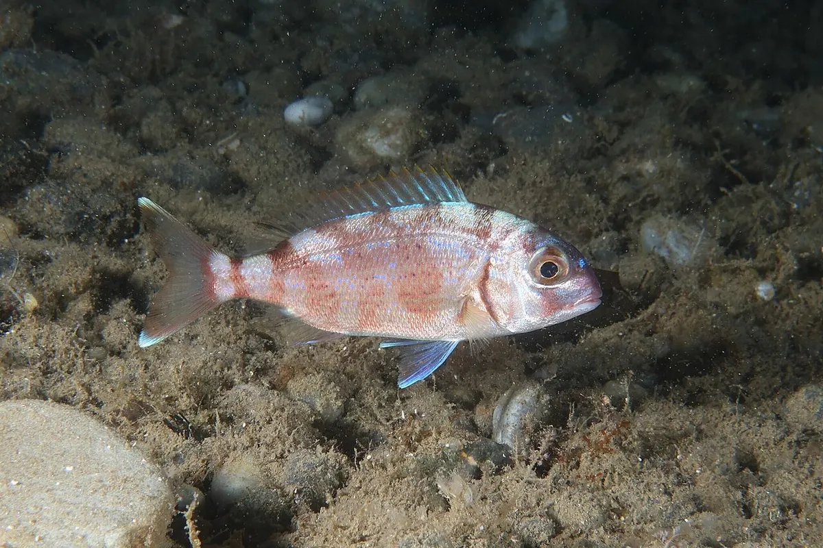 Pargo (Pagrus pagrus)