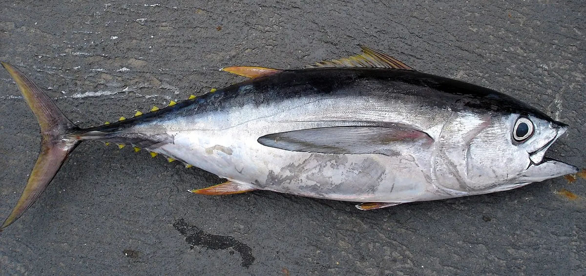 Patudo (Thunnus obesus)