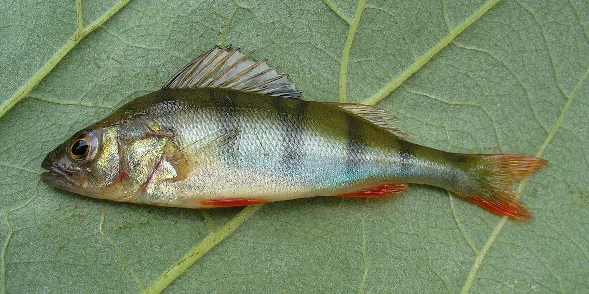 Perca de río (Perca fluviatilis)