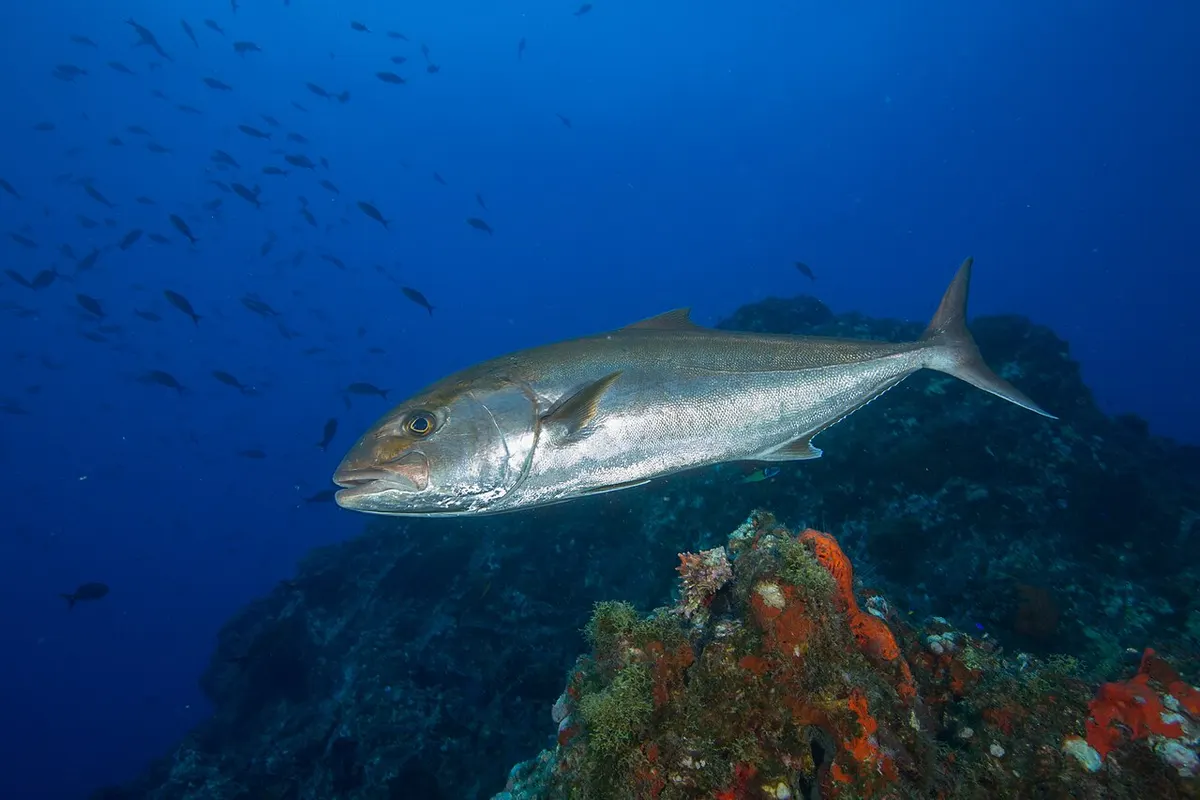 Pez de limón (Seriola dumerili)