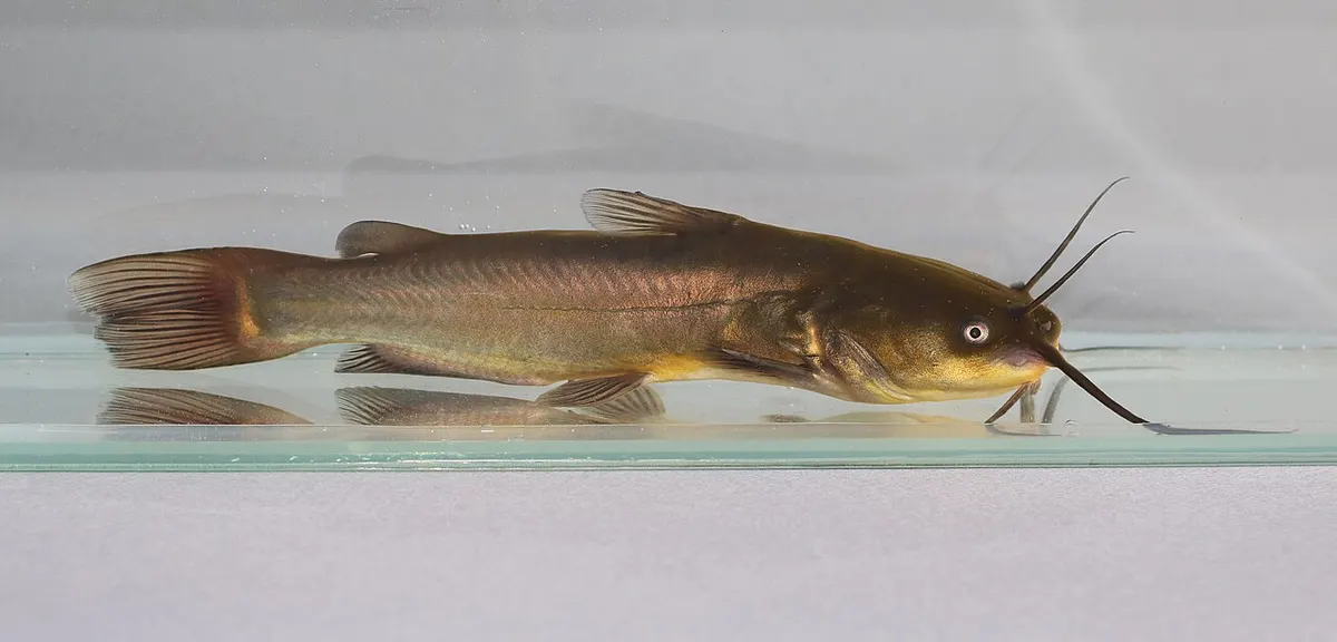 Pez gato negro (Ameiurus melas)