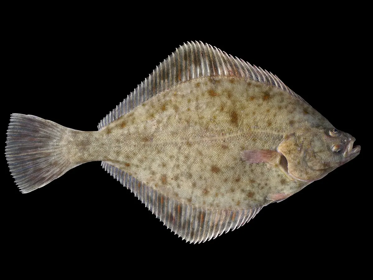 Platija (Platichthys flesus)