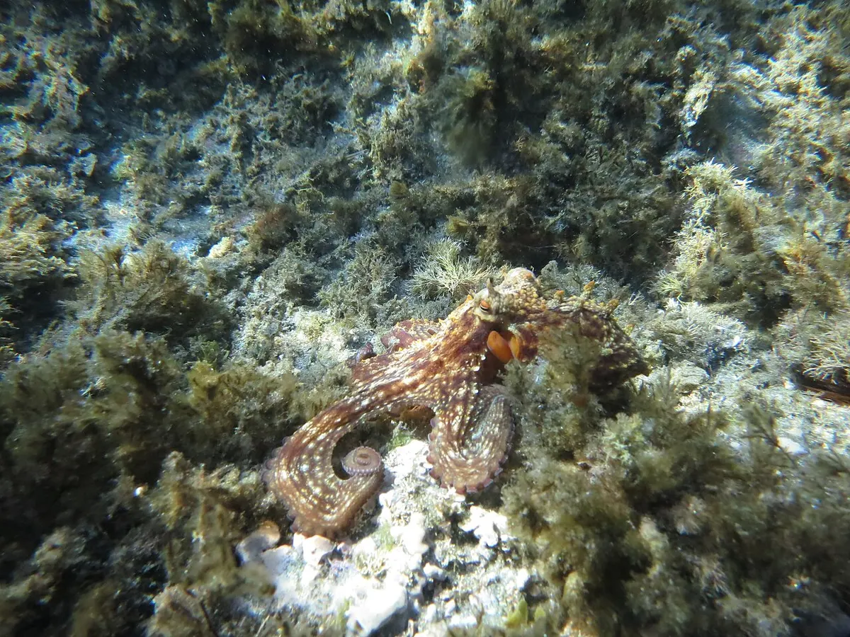 Pulpo (Octopus vulgaris)